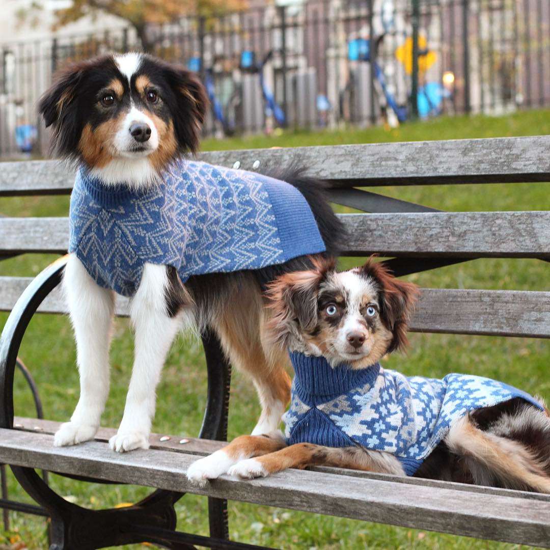 The Best Dog Clothing Brands For Stylish Pet Clothes Instyle