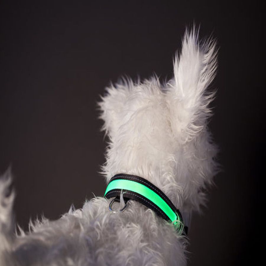 LED-LIGHTED USB/SOLAR RECHARGEABLE DOG COLLAR