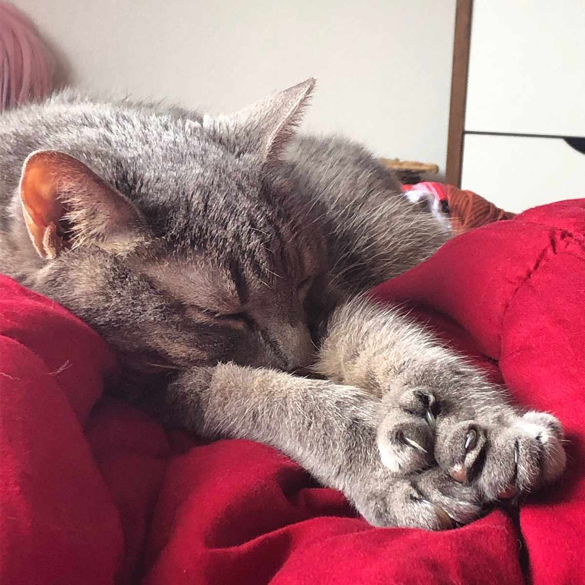 A sleeping gray cat stretches on a red blanket.