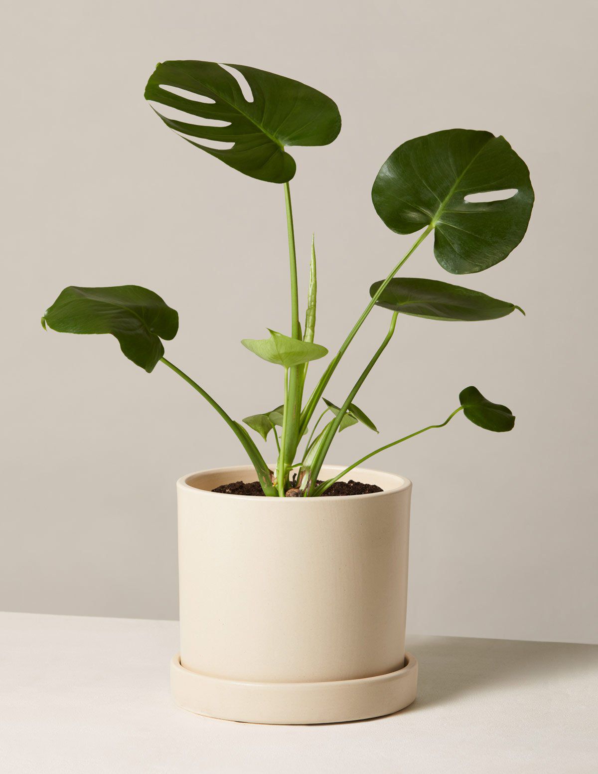 the-sill-monstera