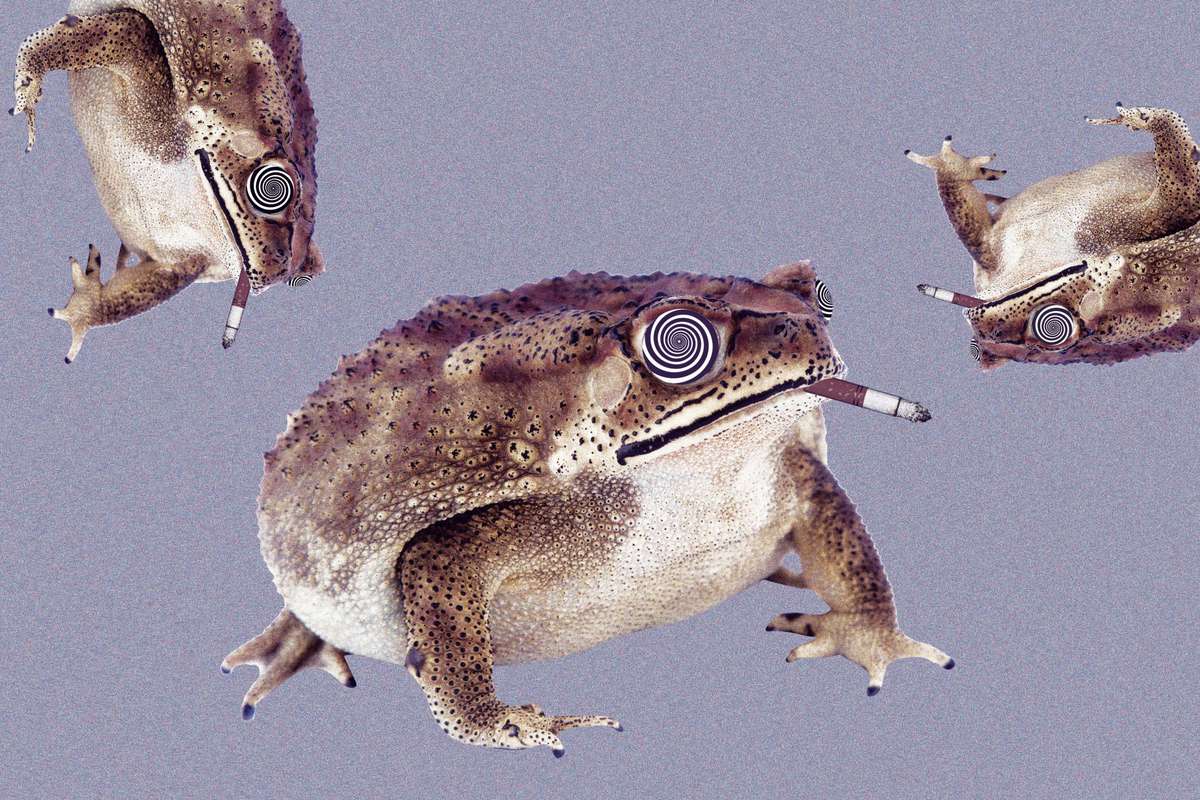 Why Are People Smoking Toad Venom?