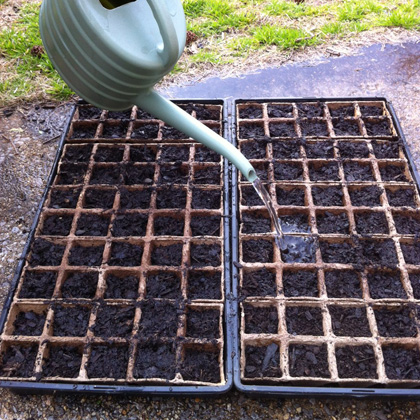 watering-seed-trays.jpg