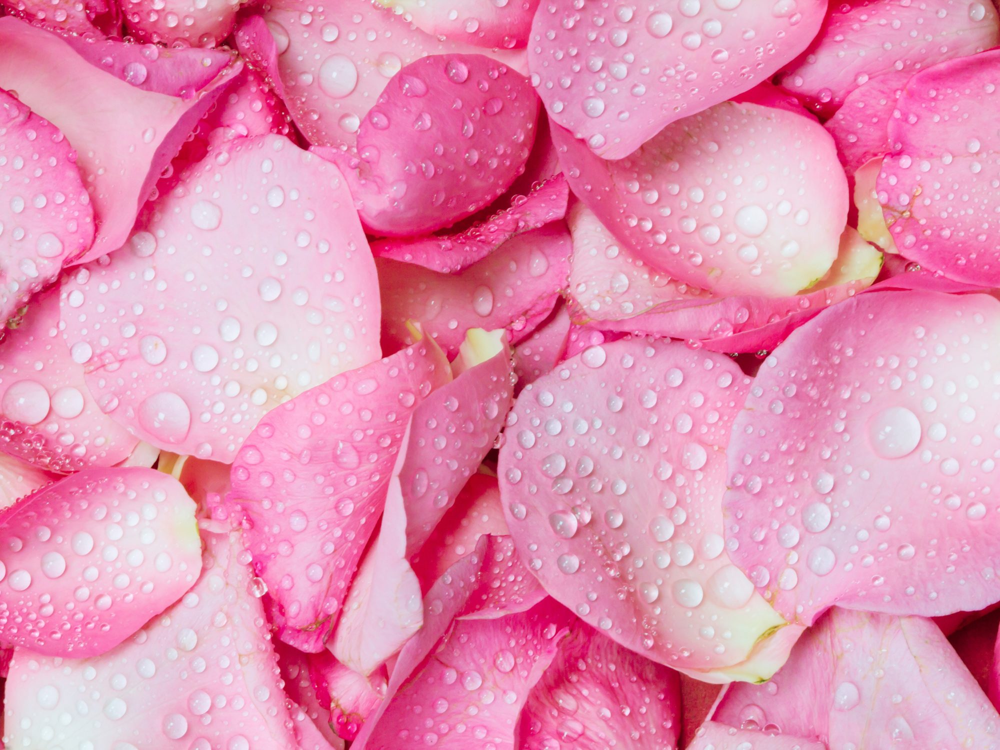 getty-pink-petal-image