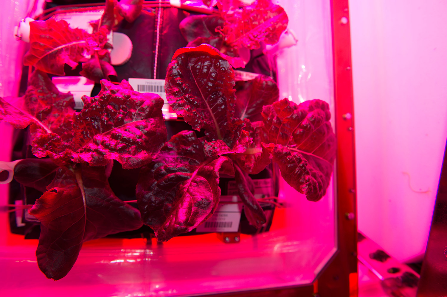 EC:  assets%2Fmessage-editor%2F1469806612796-red-romaine-lettuce-iss-inline-nasa