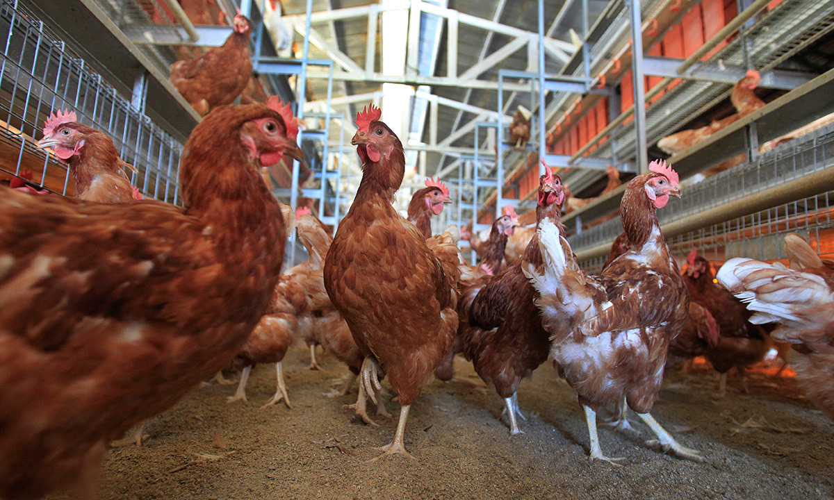 EC:  assets%2Fmessage-editor%2F1475516493471-cage-free-hens