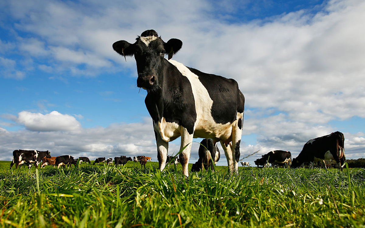 EC:  assets%2Fmessage-editor%2F1482950269695-dairy-cow-inline
