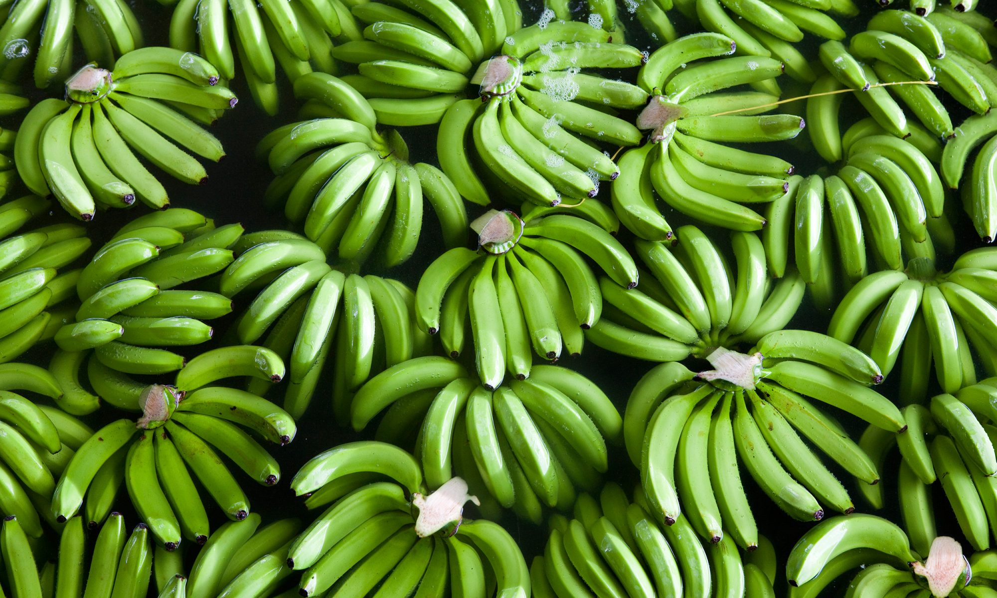 EC: What Is Green Banana Flour?