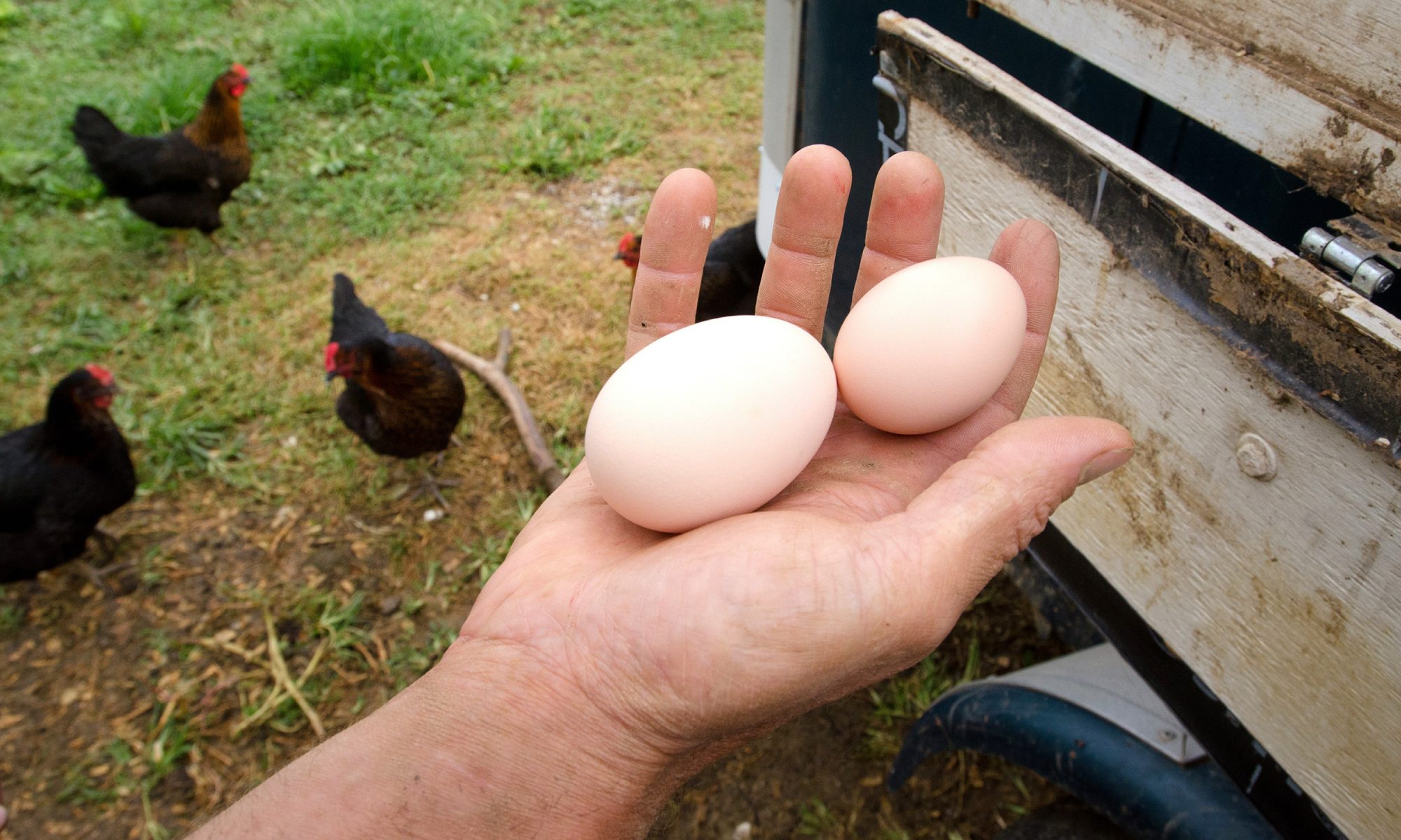 EC: What&apos;s the Difference Between Jumbo and Large Eggs?