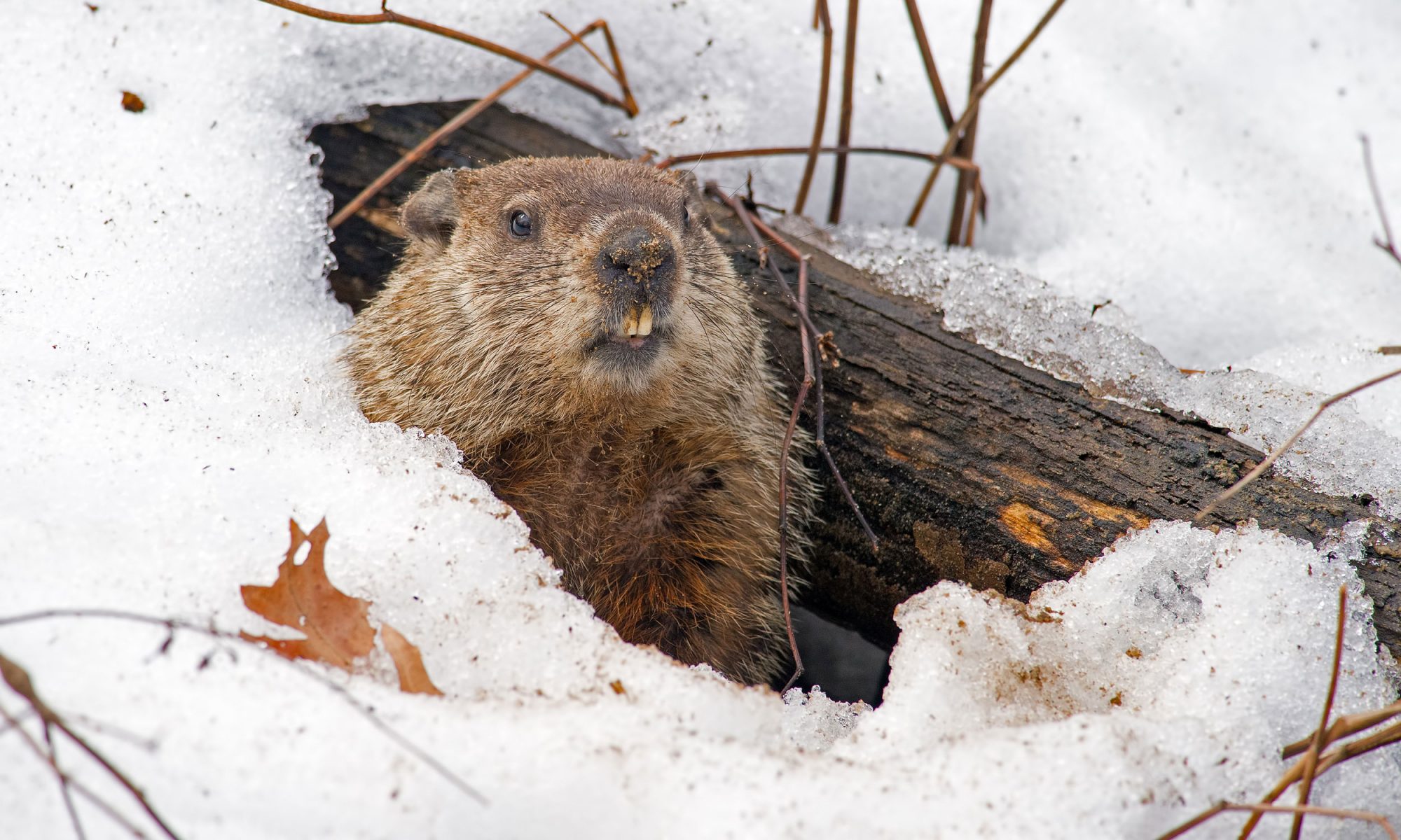 EC: So, Can You Eat Groundhog?