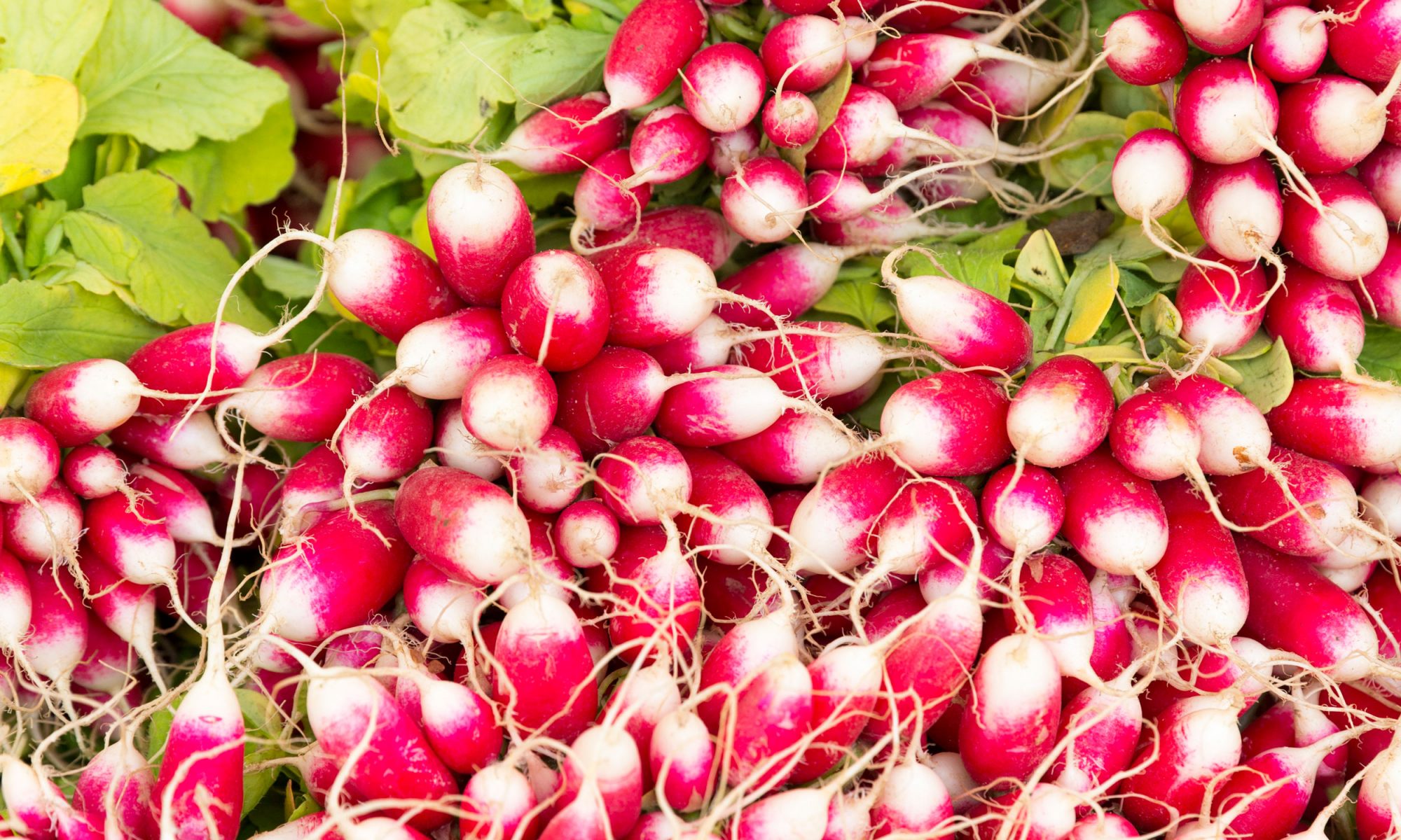 EC: Here's the Difference Between Radishes and Breakfast Radishes