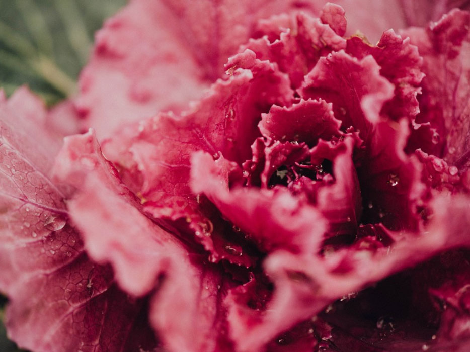pink-lettuce-1.jpg