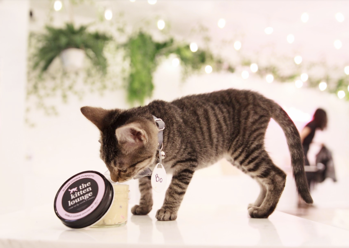 You Can Eat Cookie Dough and Play With Kittens at This Pop-Up Lounge