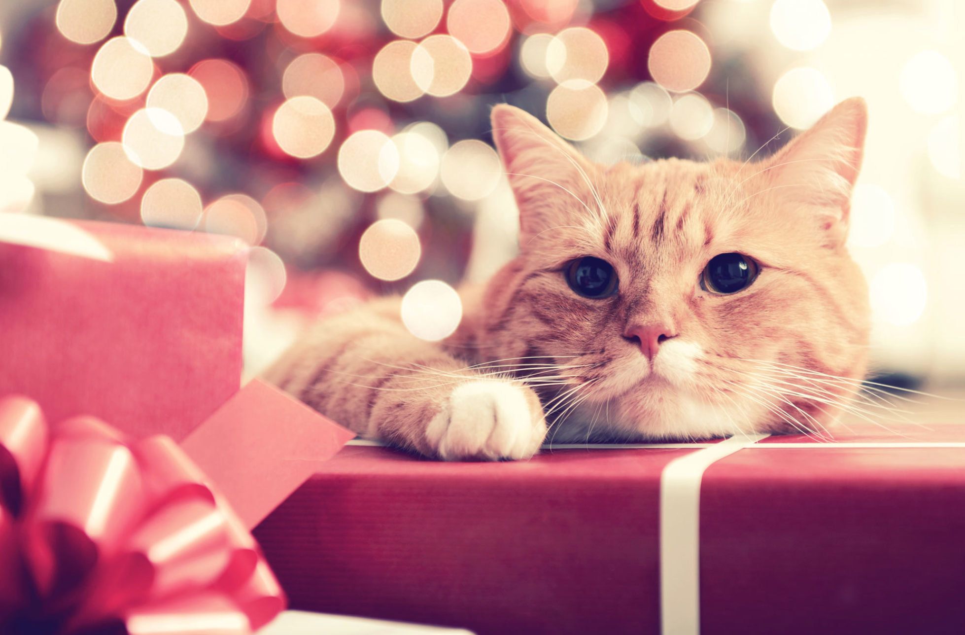 Trader Joe's Is Releasing an Advent Calendar for Your Cat