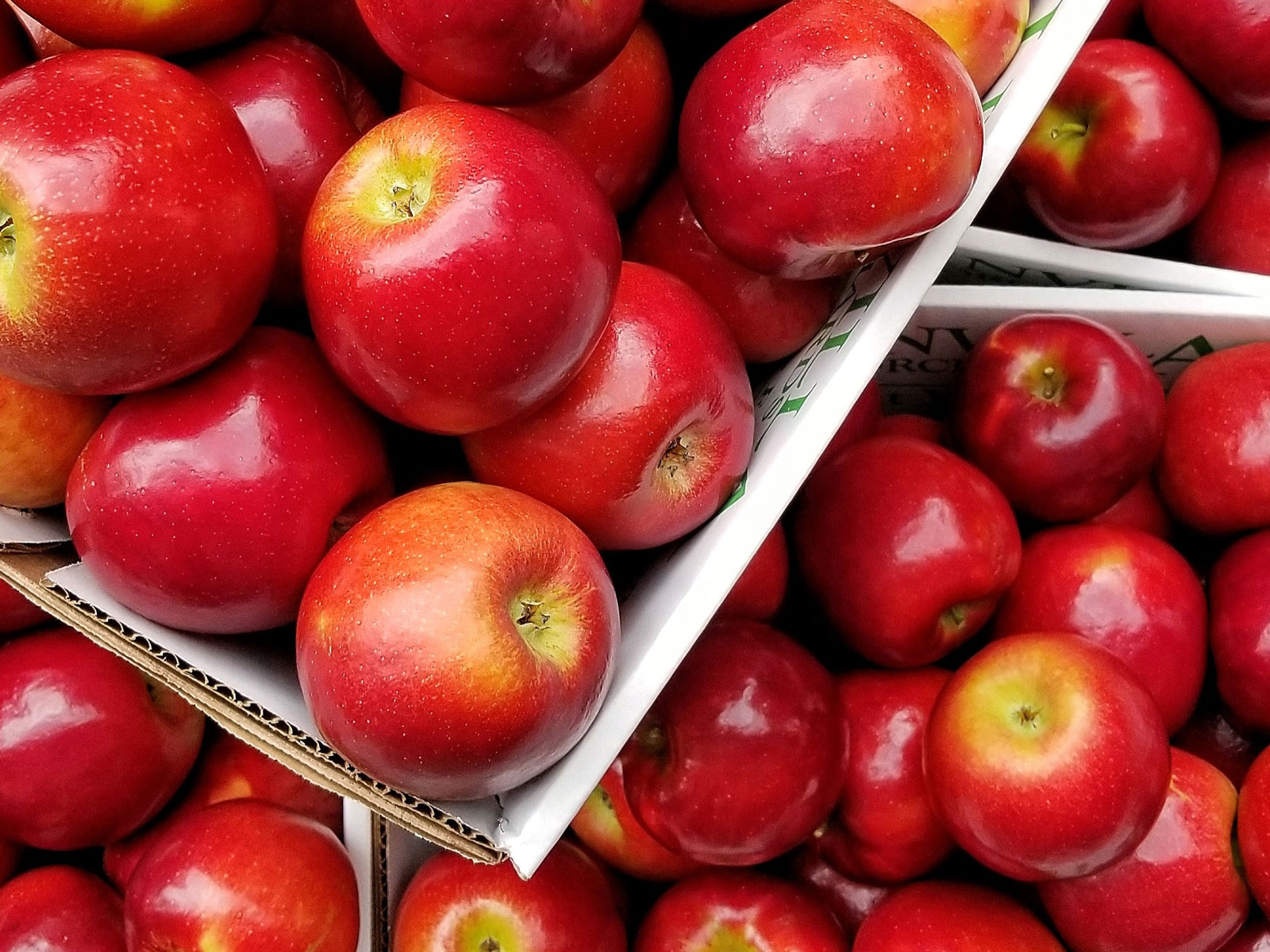 How to Store Apples to Keep Them Fresher Longer
