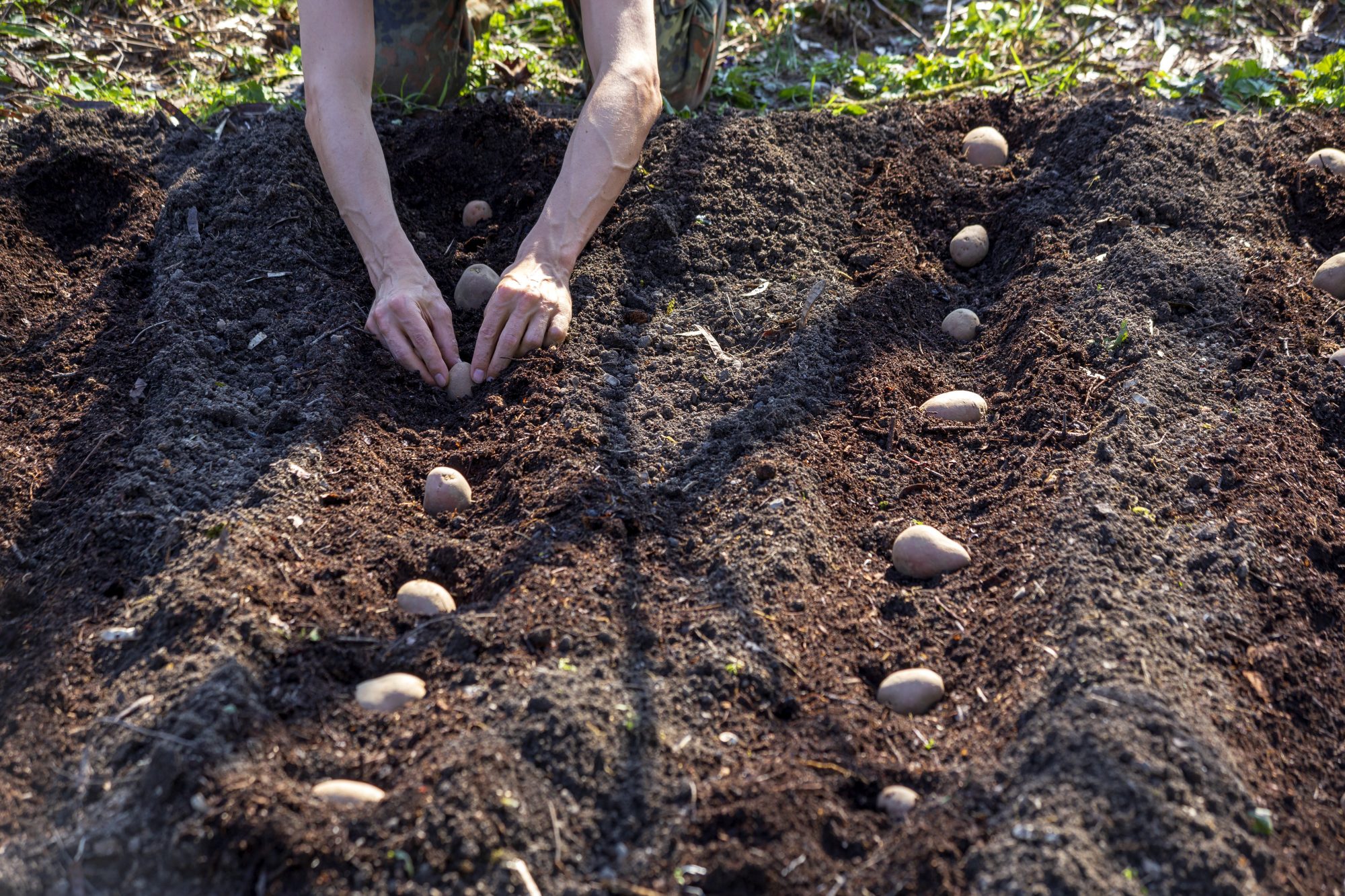 Planting Potatoes Getty 4/16/20