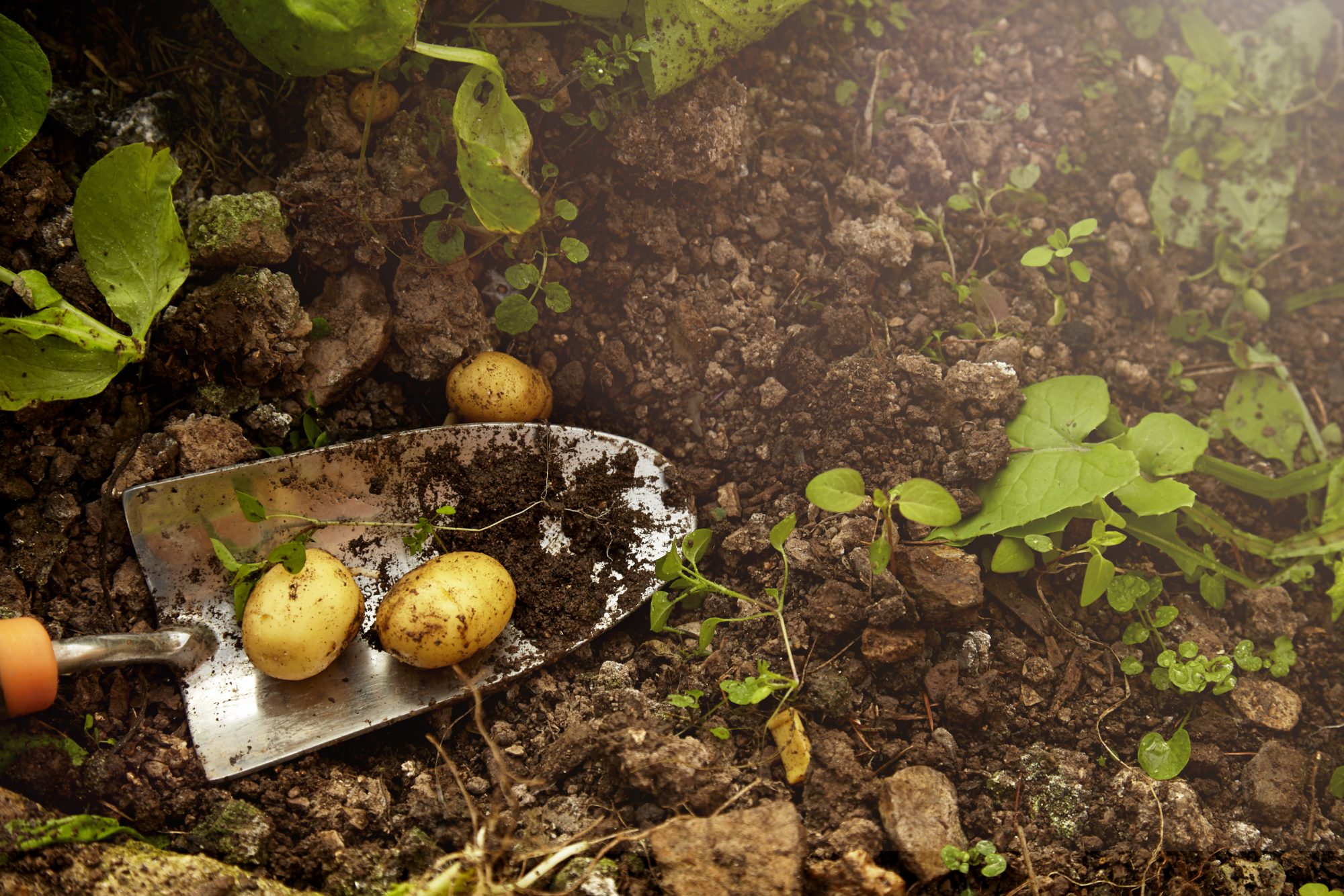 Potato in Soil Getty 4/16/20