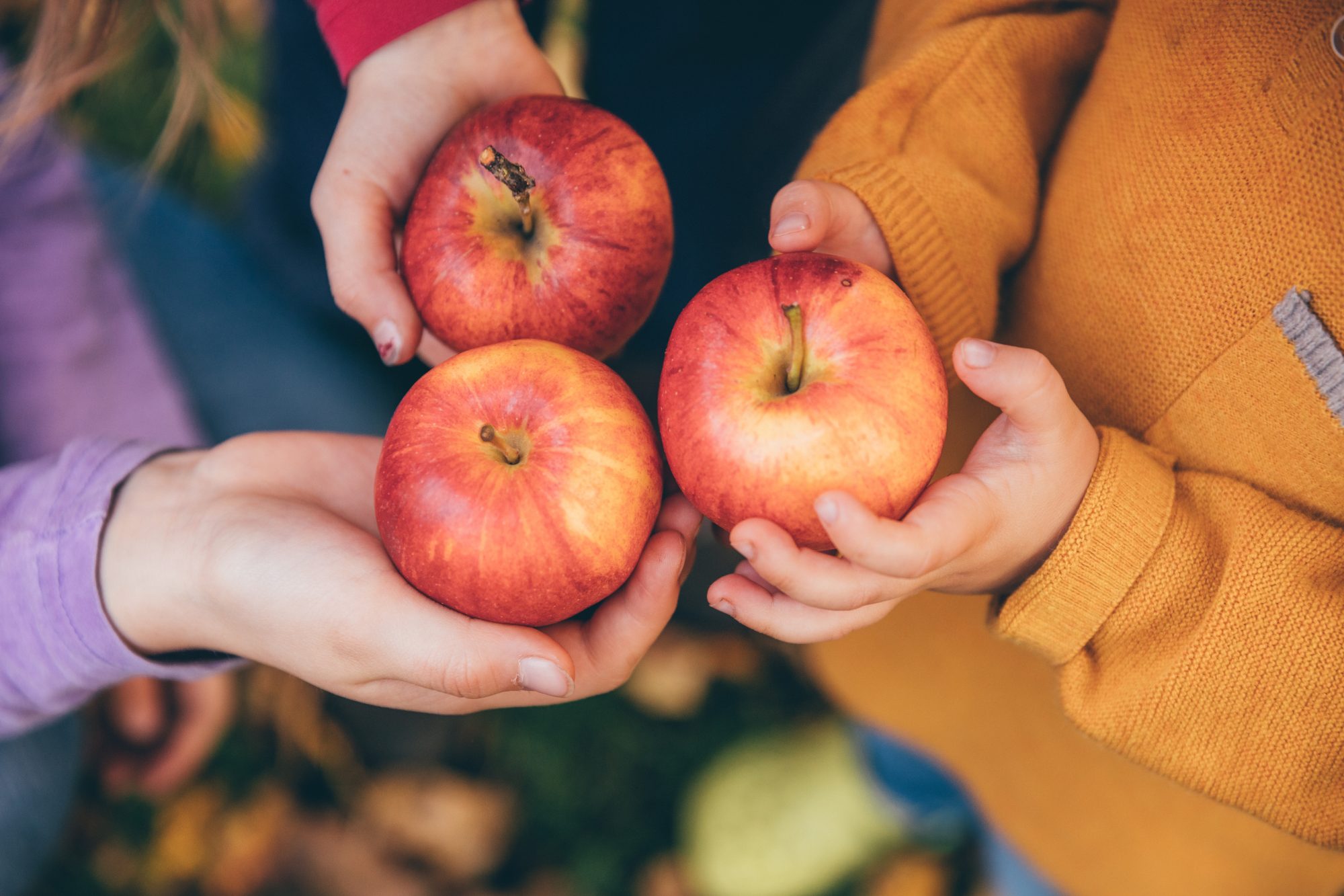 The 50 Best Spots for Apple Picking in the US, According to Yelp
