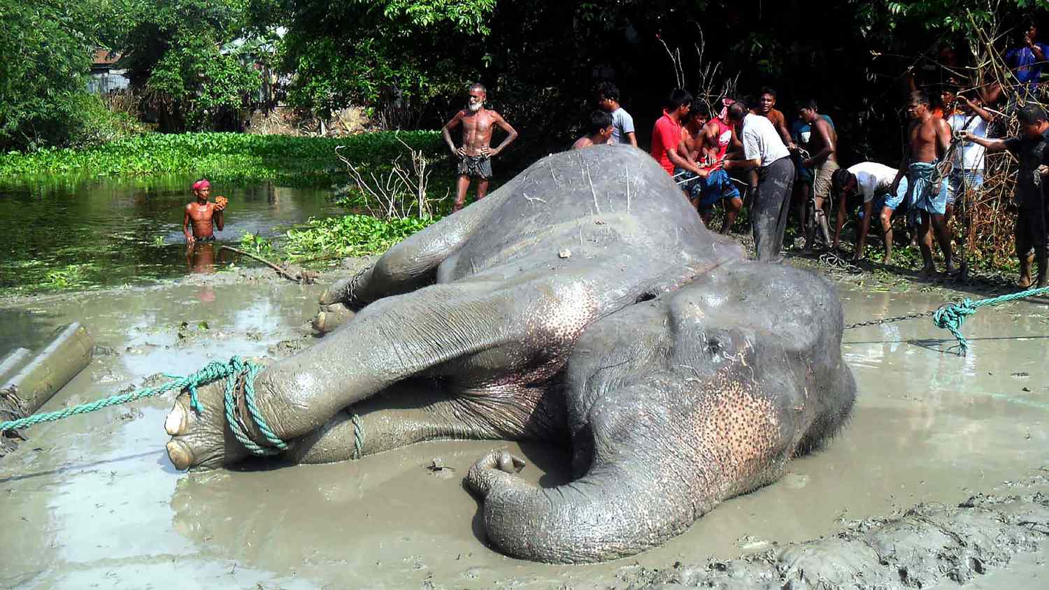 BANGLADESH-INDIA-ELEPHANT-FLOOD
