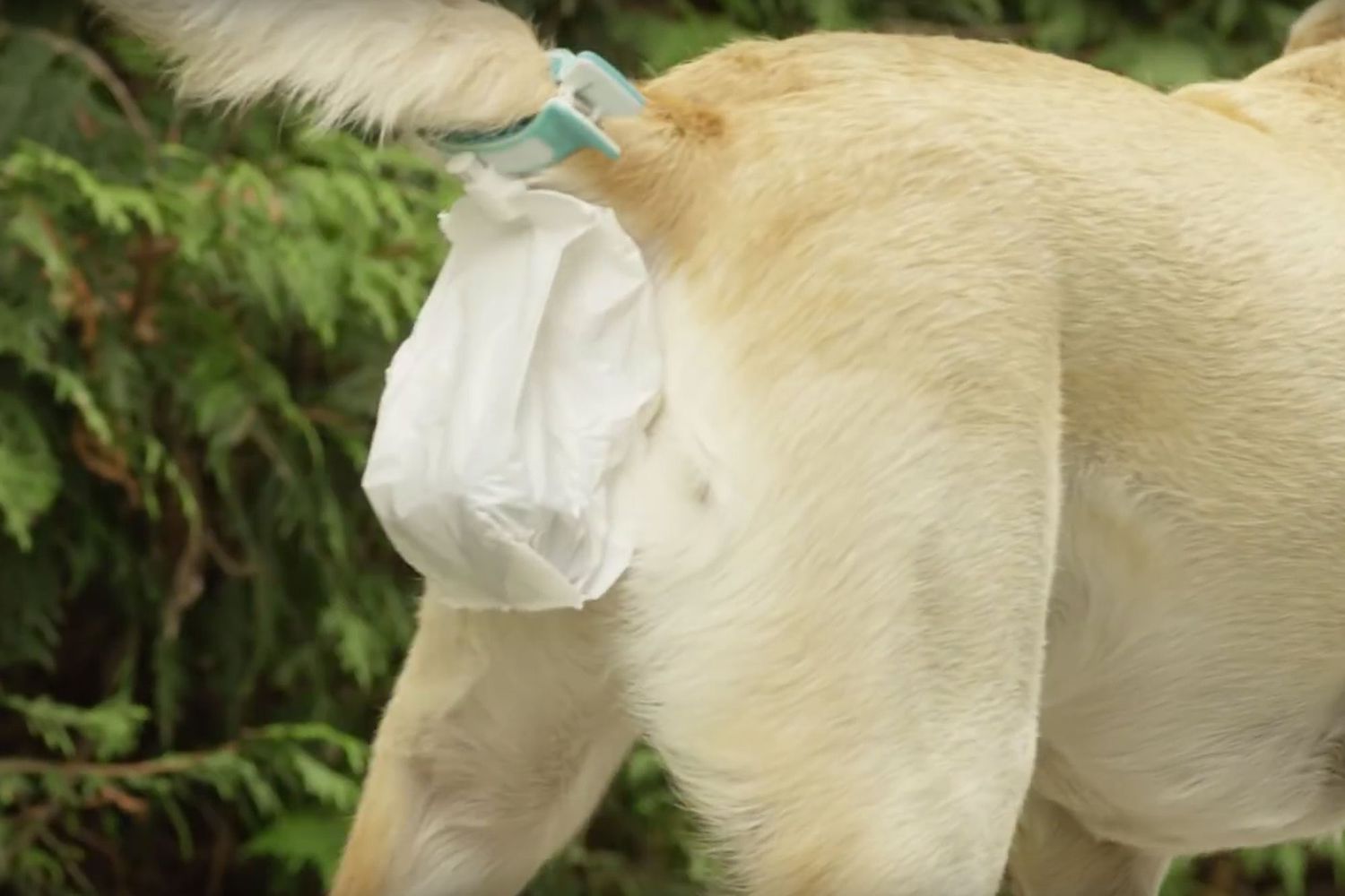 Piqapoo Kickstarter For Dog Poop Clean Up Invention People Com