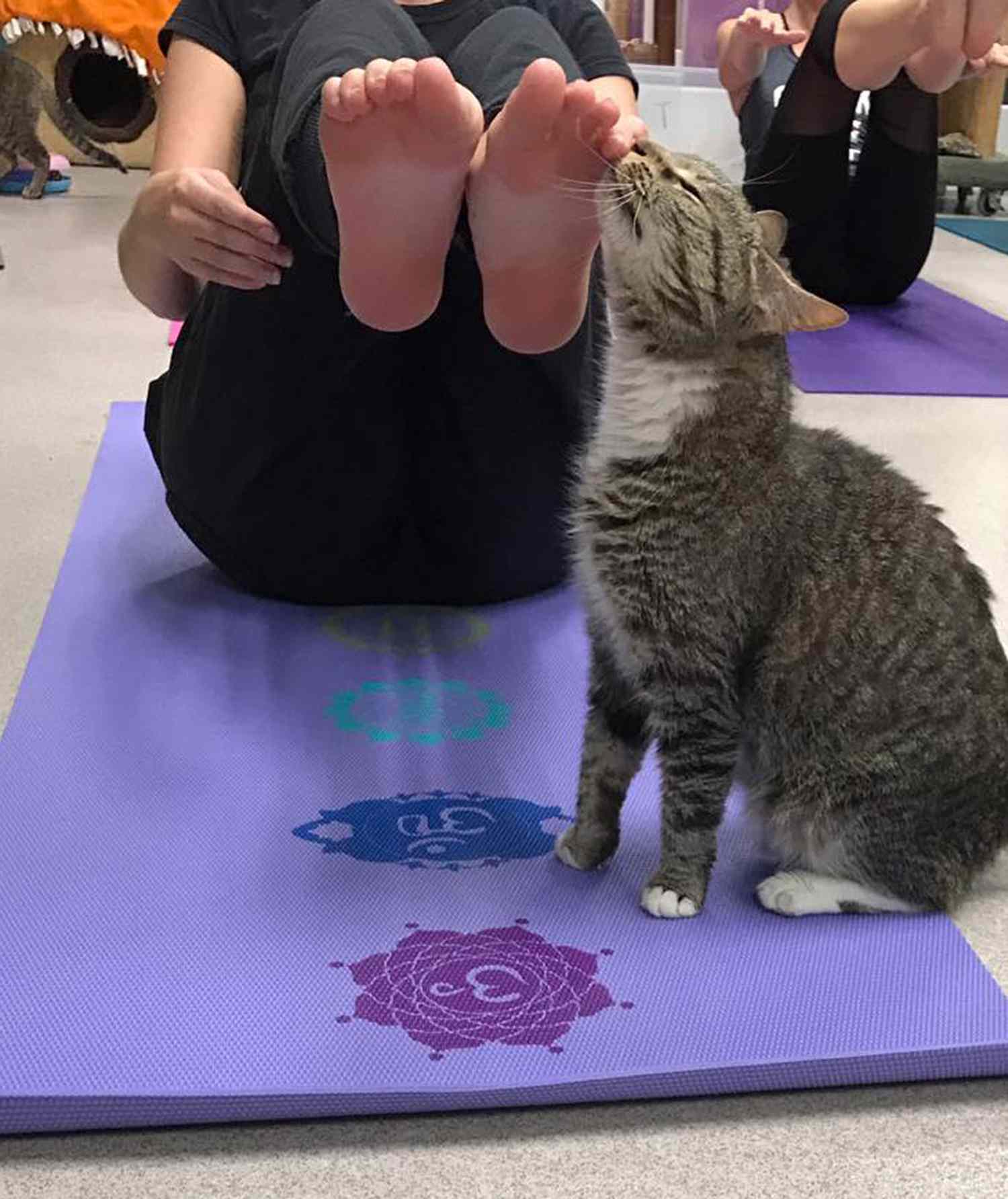 Shelter Cat Yoga - 2