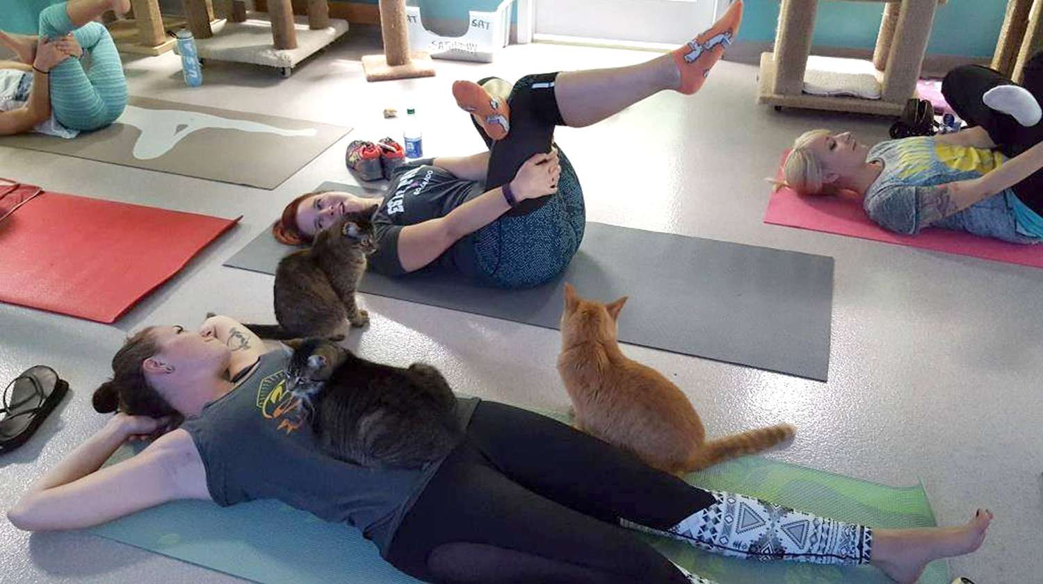 Shelter Cat Yoga - 3
