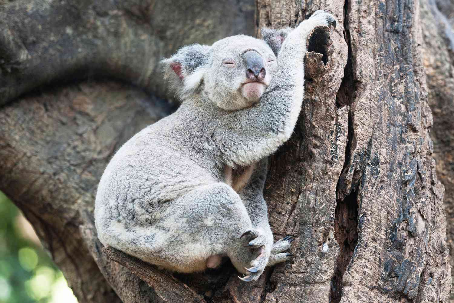 Portrait of sleeping koala bear, Lone Pine Sanctuary, Brisbane, Australia