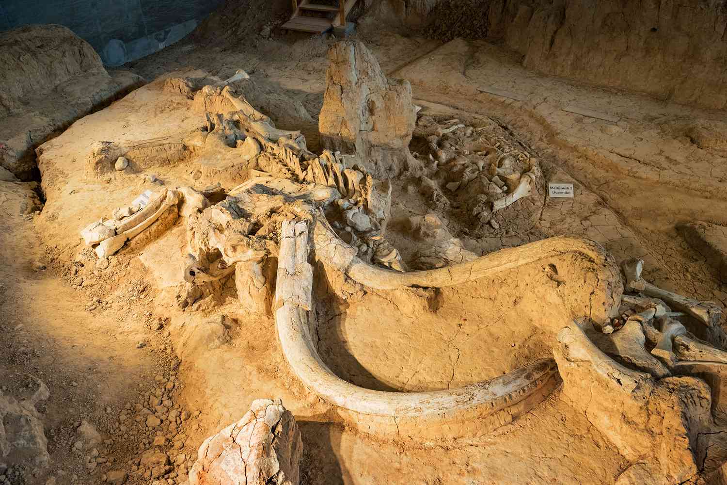 Mammoth Fossil at Waco Mammoth National Monument in Texas USA
