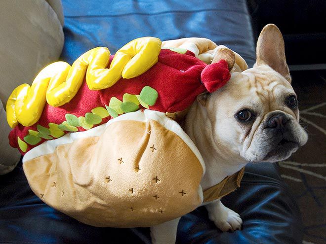 Dogs Dressed as Hot Dogs Photos | PEOPLE.com