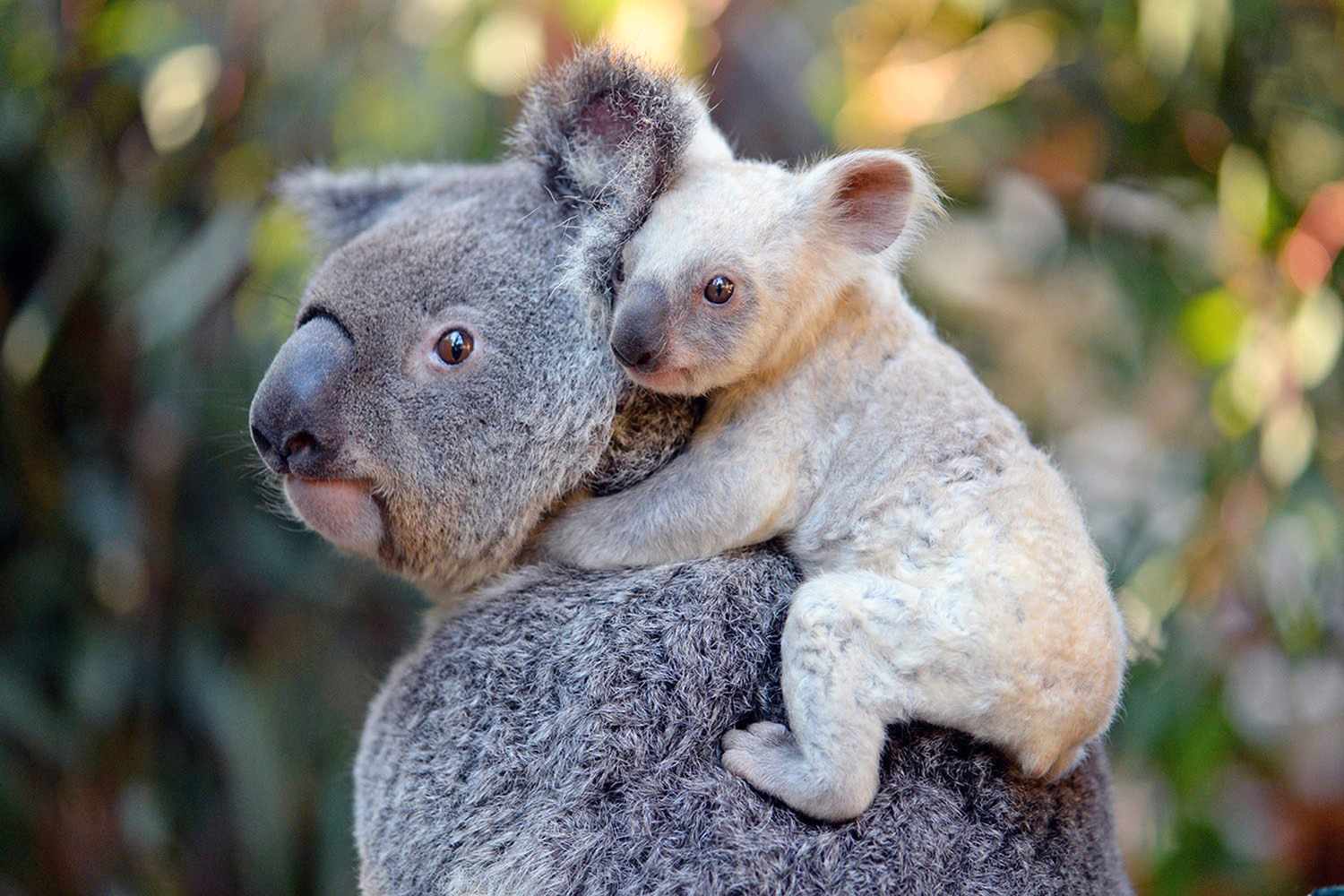 white-koala-joey-1