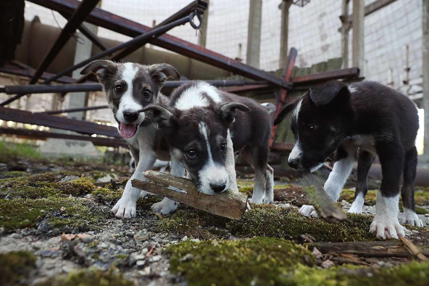 Chernobyl-Puppies-1
