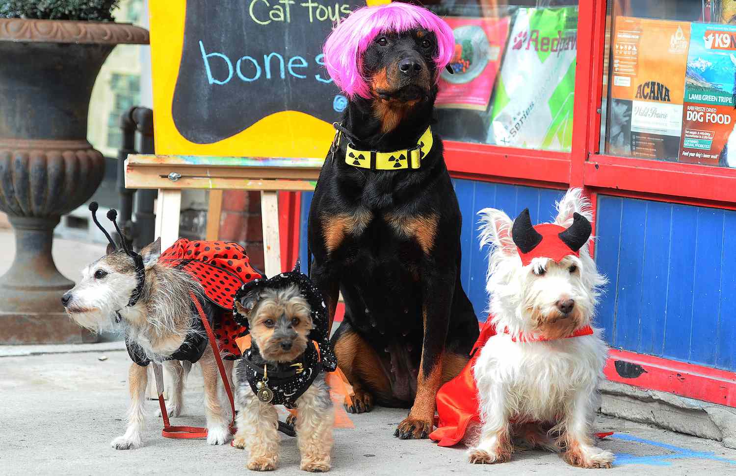 Dogs Dress Up For Halloween
