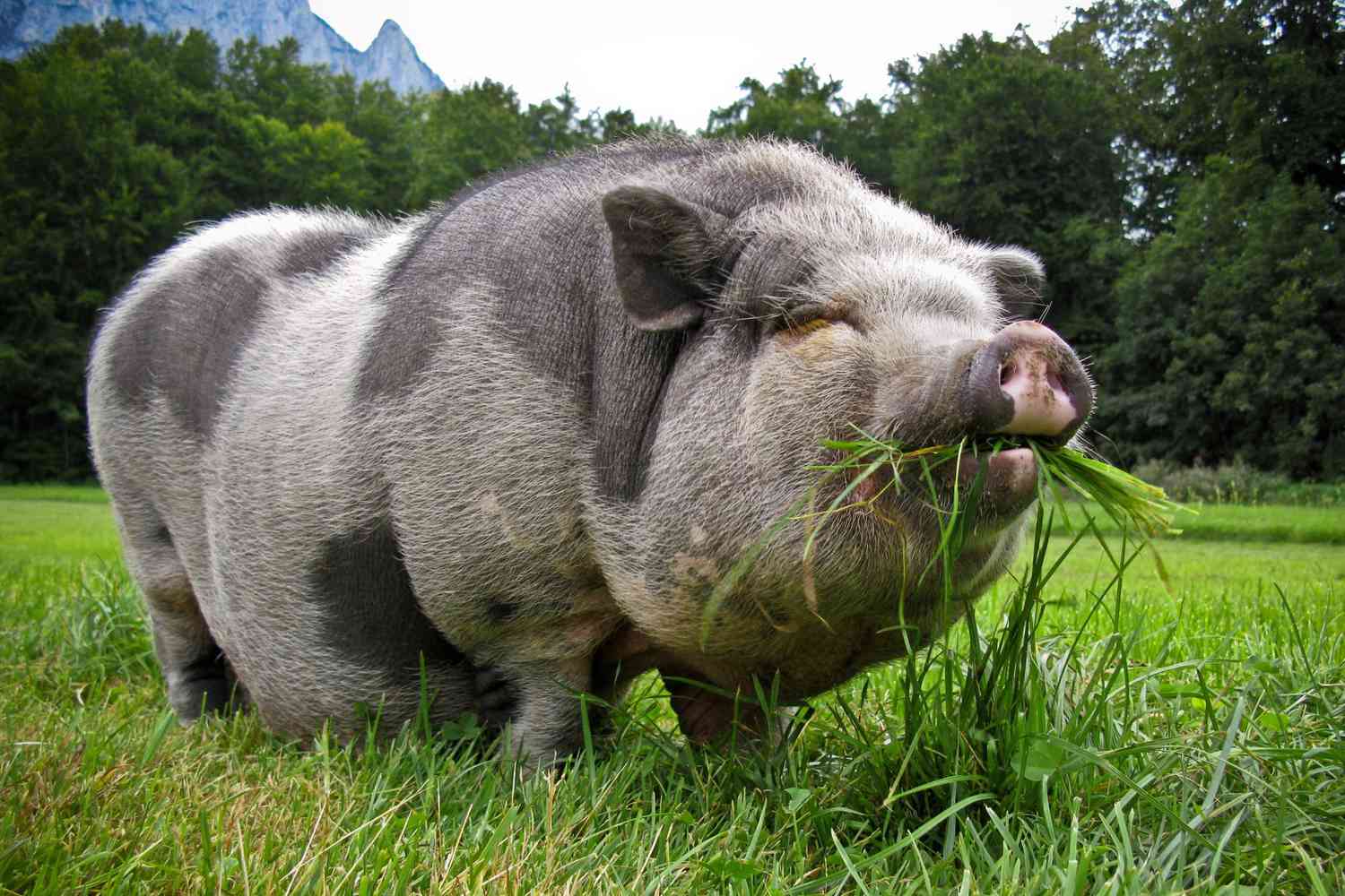 Pot bellied pig