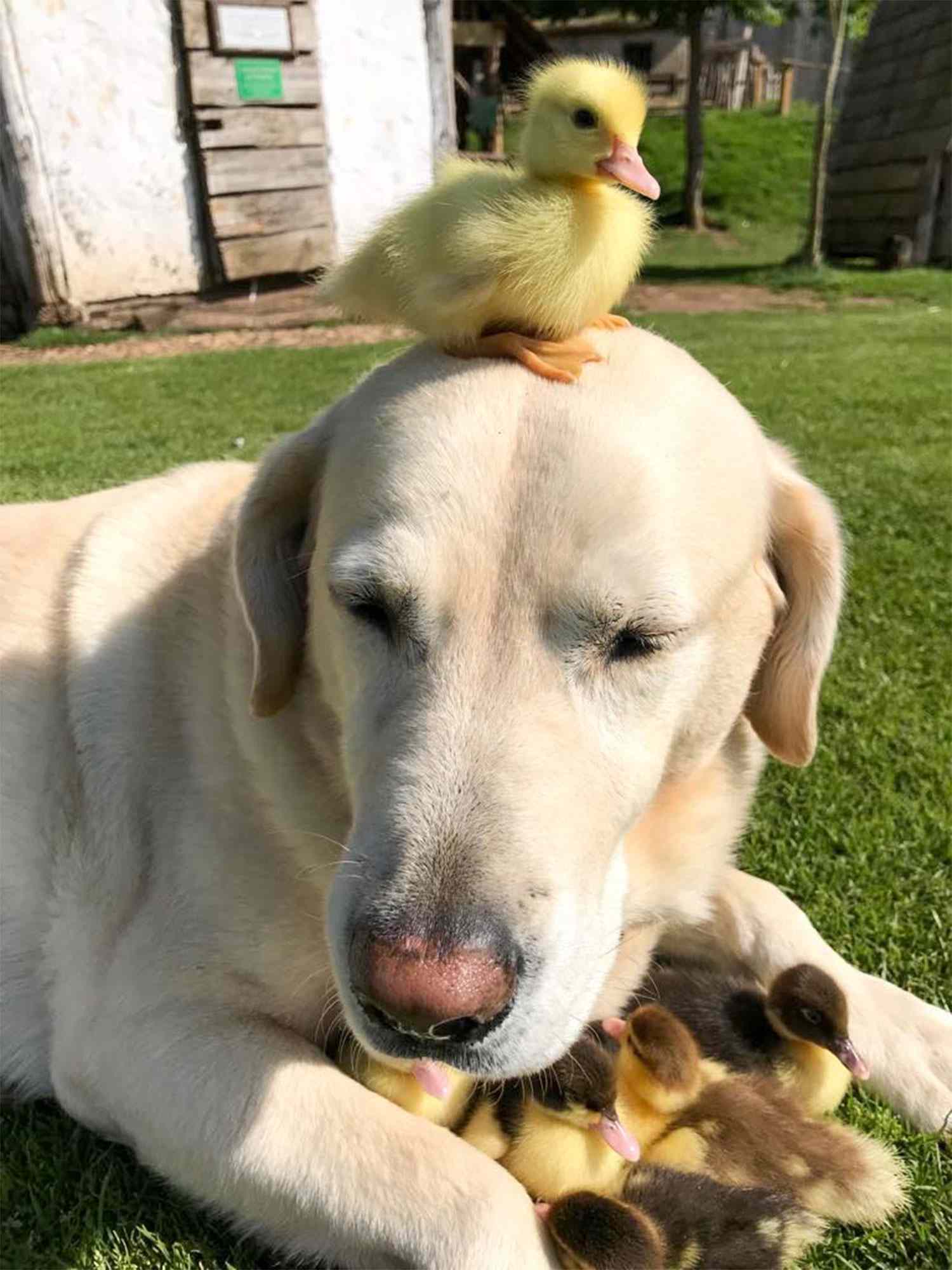Dog adopts nine ducklings, Mountfitchet Castle, Essex, UK - 21 May 2018