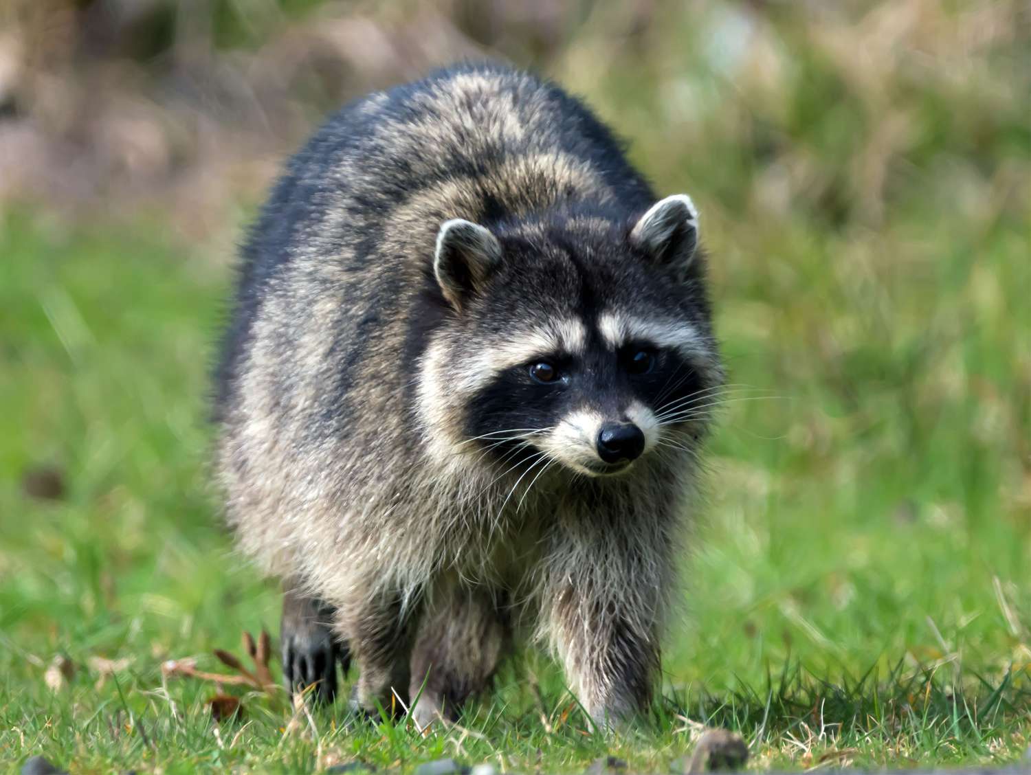 Close-Up Of Racoon On Field