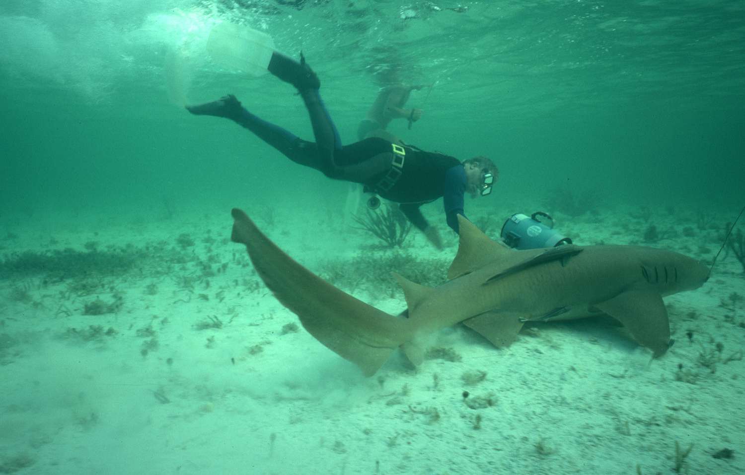 Capturing a Nurse Shark