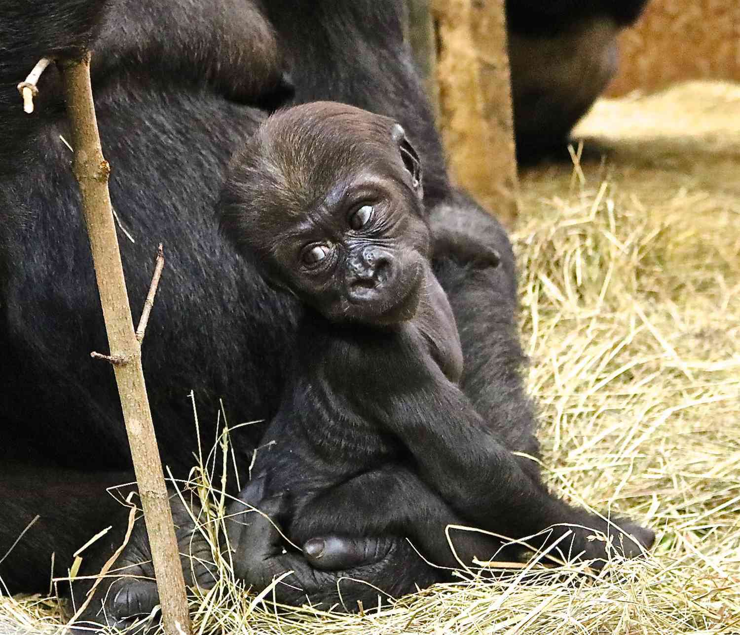 baby gorillaCredit: Melba Brown/Smithsonian's National Zoo