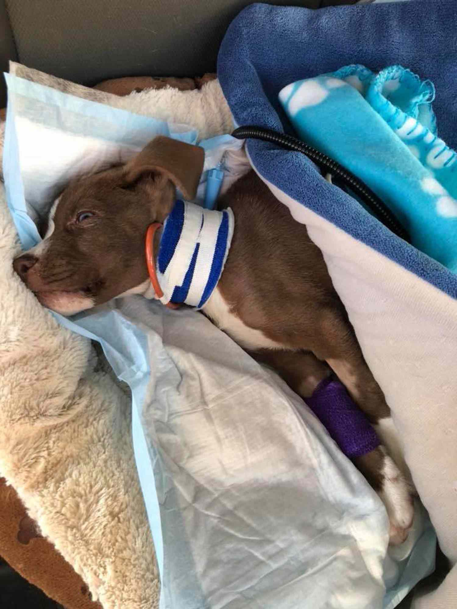 puppy found injuredCredit: Courtesy Erica McCarthy