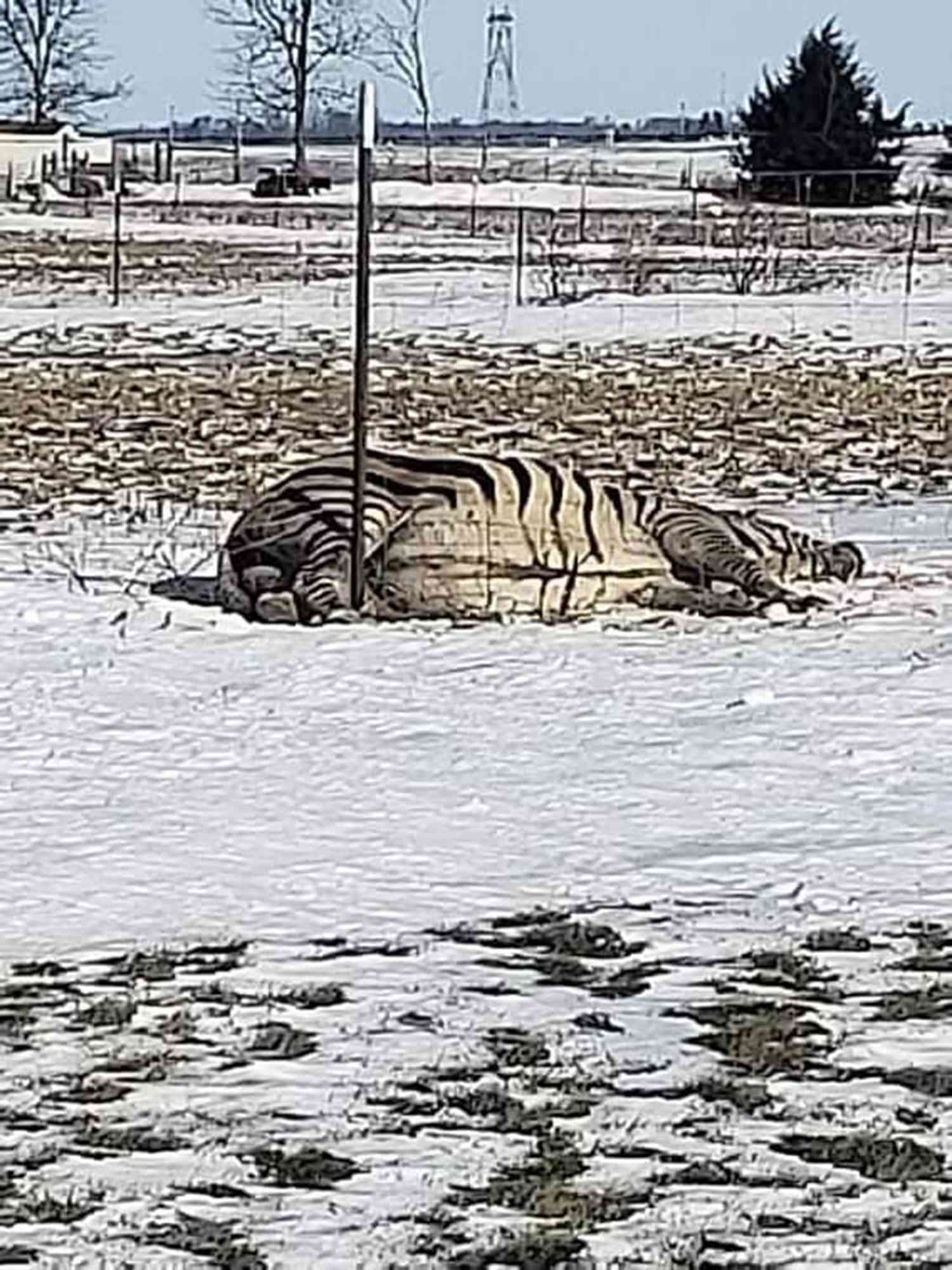 dead zebra weatherCredit: Courtesy Sonya Kendall
