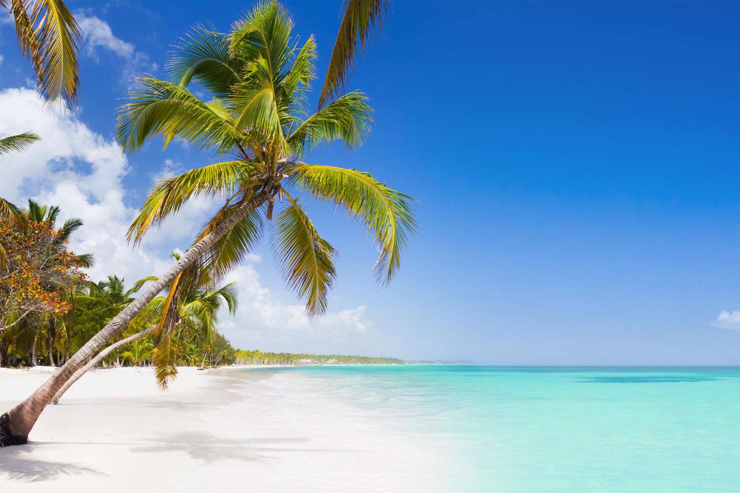 Tropical paradise - palm trees on white sand beach