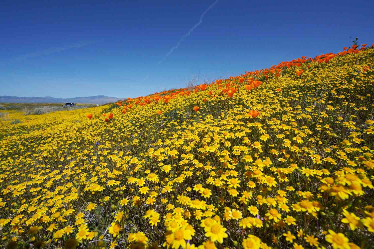 California Poppy Super Bloom, Antelope Valley, USA - 01 Apr 2019