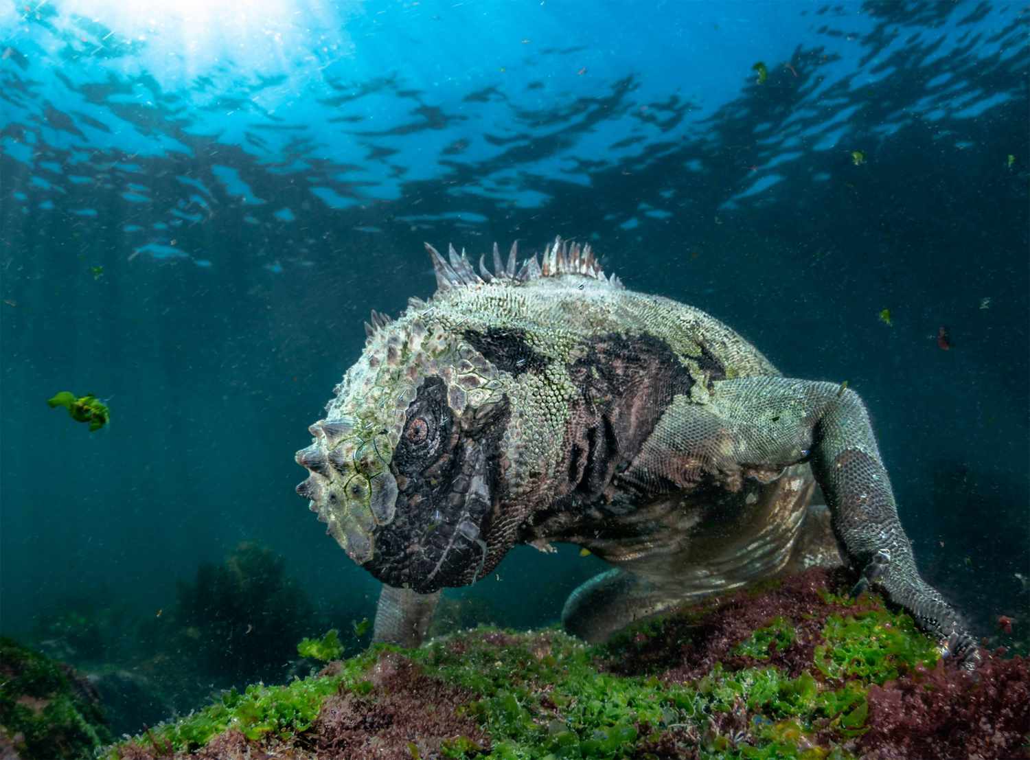 The Big Picture 2019 From the beautiful to the bizarre, this photographic showcase of life on Earth shines a light on some of our planet's most amazing species and places.