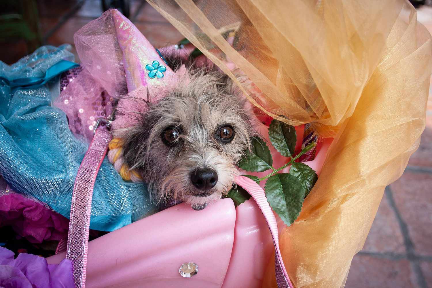 Shelter Dog Prom