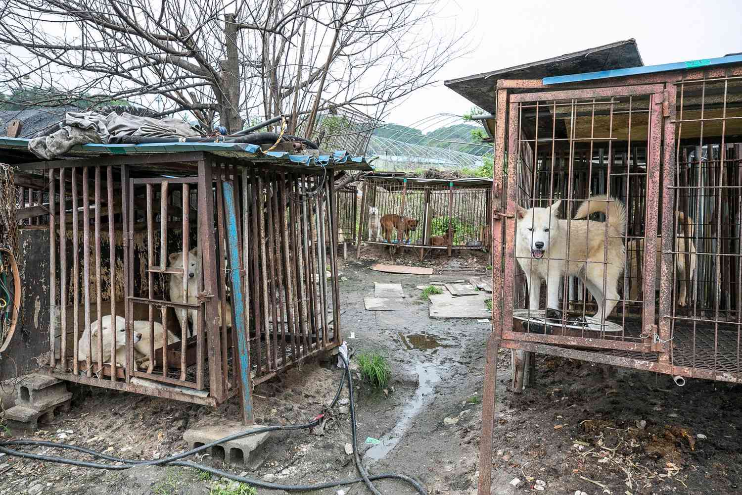 Dogs are shown locked in a cage at a dog meat farm in Namyangju, South Korea, on Monday, May 7, 2018.
