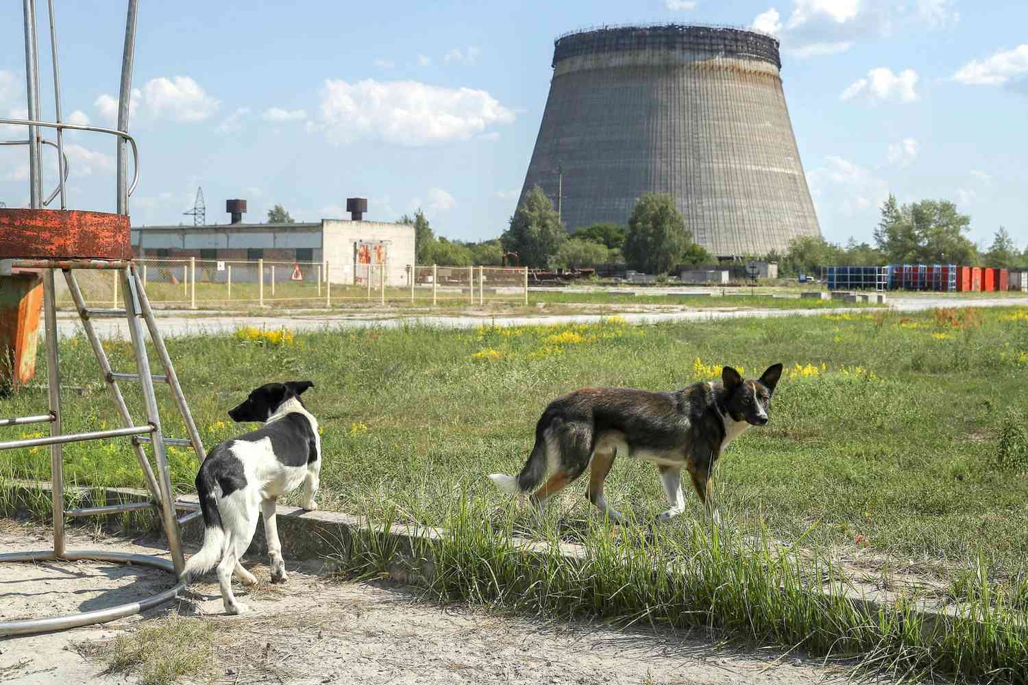 CHORNOBYL, UKRAINE - AUGUST 18: Stray dogs hang out near an abandoned, partially-completed cooling tower at the Chernobyl nuclear power plant on August 18, 2017 near Chornobyl, Ukraine. An estimated 900 stray dogs live in the exclusion zone, many of them likely the descendants of dogs left behind following the mass evacuation of residents in the aftermath of the 1986 nuclear disaster at Chernobyl. Volunteers, including veterinarians and radiation experts from around the world, are participating in an initiative called The Dogs of Chernobyl, launched by the non-profit Clean Futures Fund. Participants capture the dogs, study their radiation exposure, vaccinate them against parasites and diseases including rabies, tag the dogs and release them again into the exclusion zone. Some dogs are also being outfitted with special collars equipped with radiation sensors and GPS receivers in order to map radiation levels across the zone. (Photo by Sean Gallup/Getty Images)
