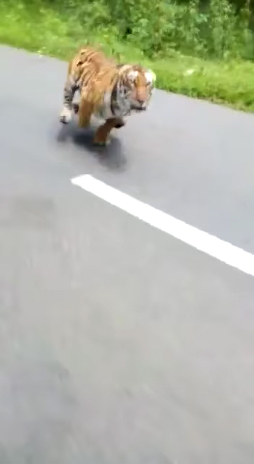Tiger chases after motorcycle