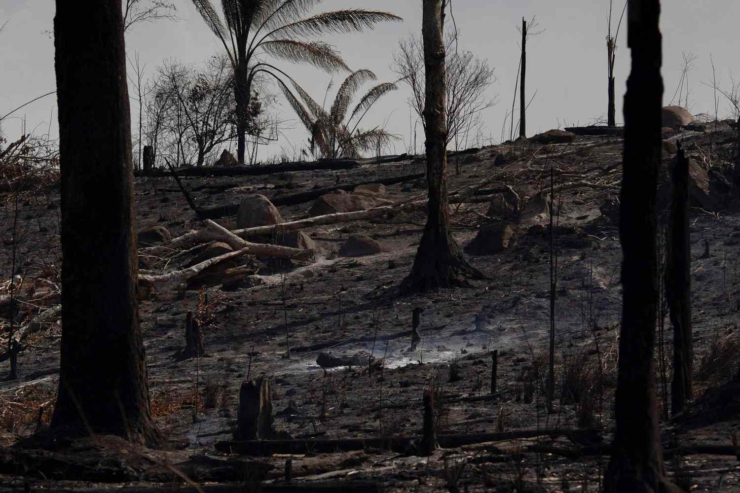Brazil Amazon Fire