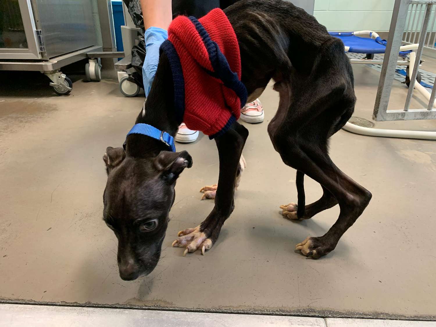 Emaciated Dog Rescued