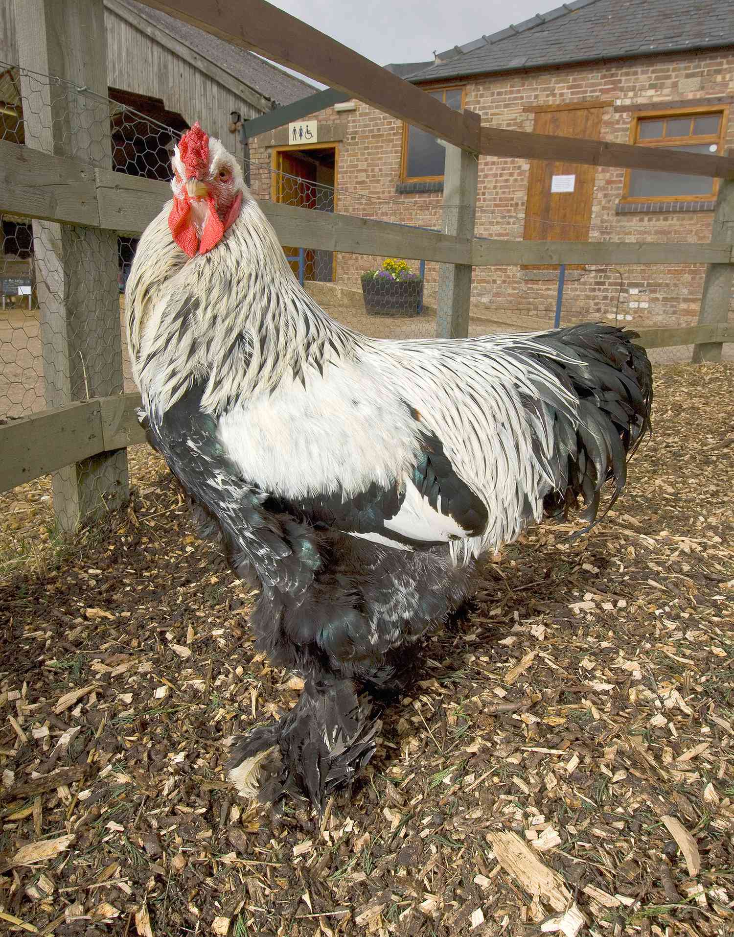 Dark Brahma rooster (Gallus gallus), Church farm, Suffolk, UK