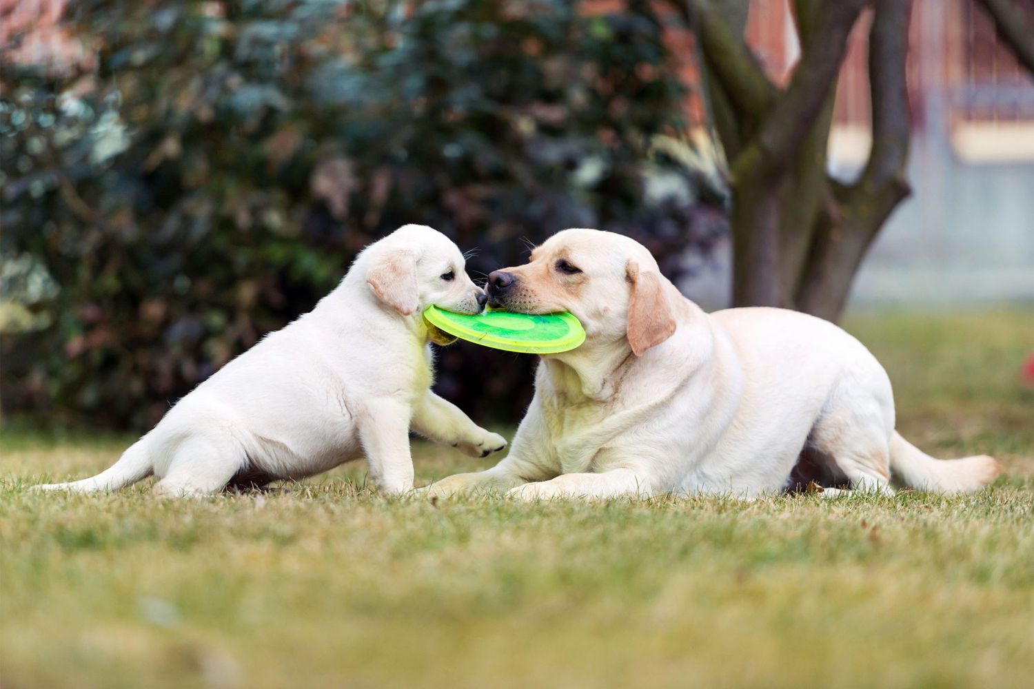 Labrador retriever puppy playing with her mother