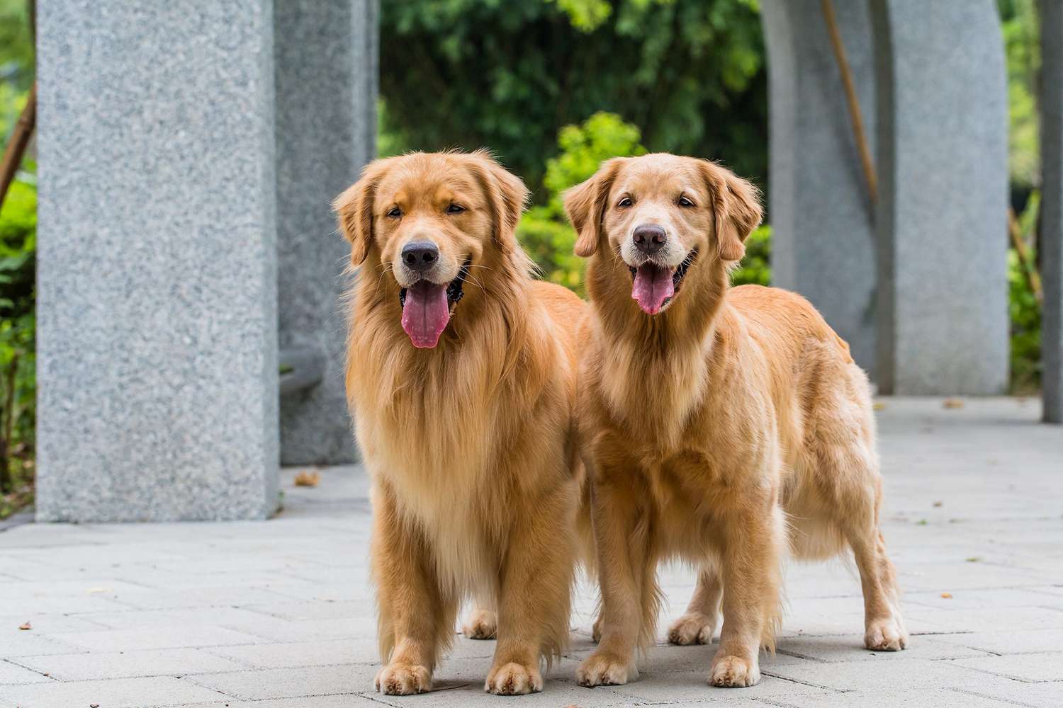 This Couple Will Pay You 40k A Year To Watch Their Adorable Golden Retrievers People Com